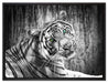 schöner neugieriger Tiger auf Leinwandbild gerahmt Größe 80x60