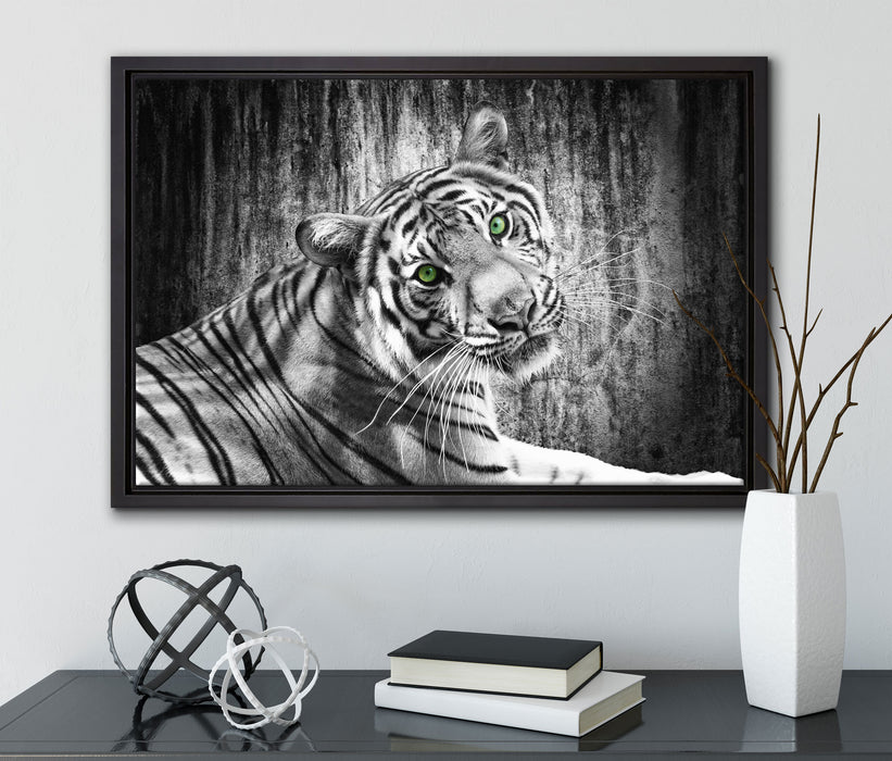 schöner neugieriger Tiger auf Leinwandbild gerahmt mit Kirschblüten