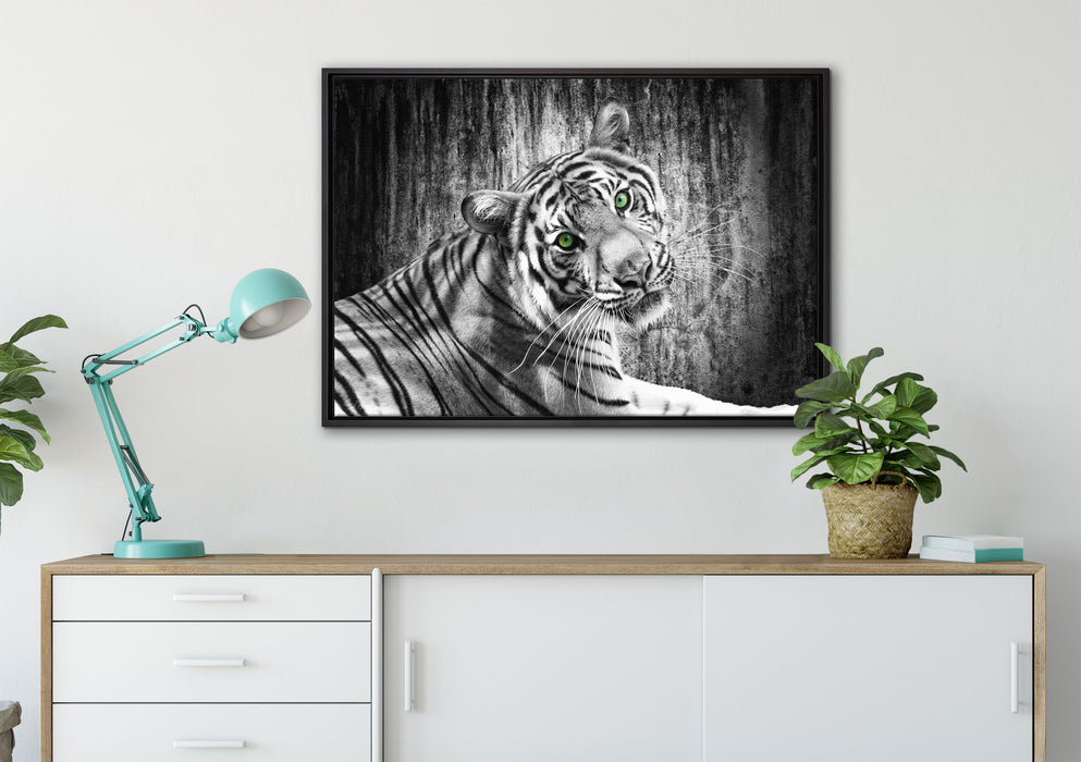 schöner neugieriger Tiger auf Leinwandbild gerahmt verschiedene Größen im Wohnzimmer