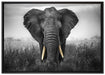 prachtvoller Elefant auf Leinwandbild gerahmt Größe 100x70