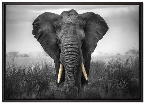 prachtvoller Elefant auf Leinwandbild gerahmt Größe 100x70