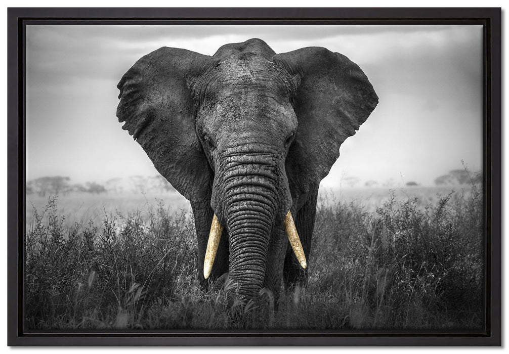prachtvoller Elefant auf Leinwandbild gerahmt Größe 60x40