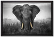 prachtvoller Elefant auf Leinwandbild gerahmt Größe 60x40