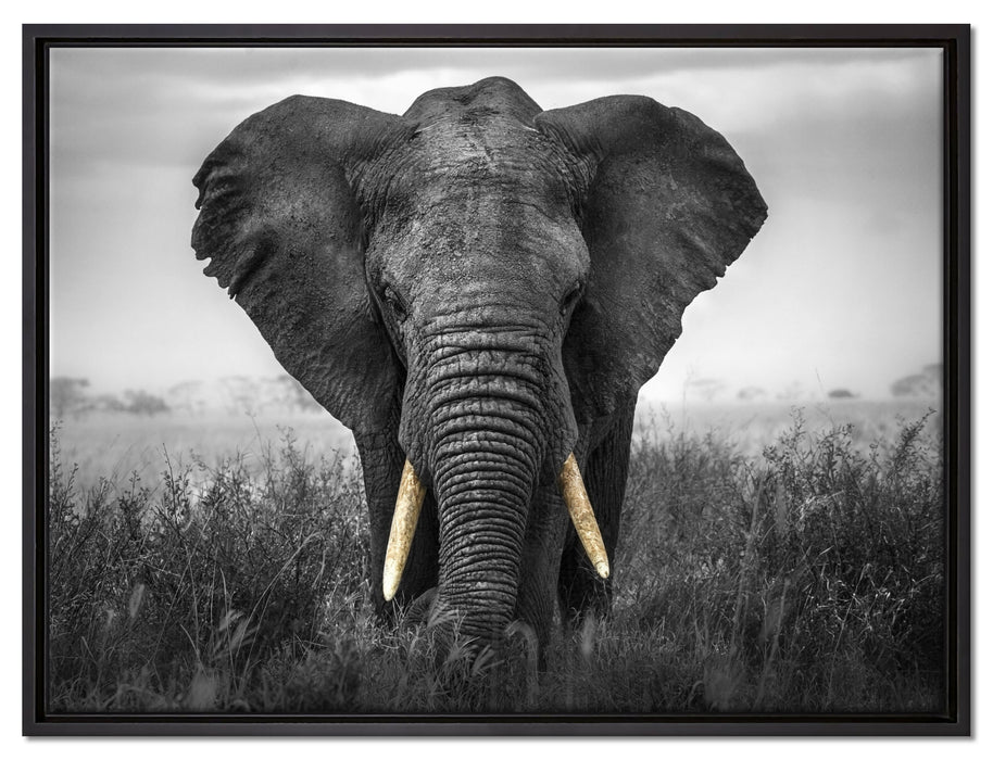 prachtvoller Elefant auf Leinwandbild gerahmt Größe 80x60