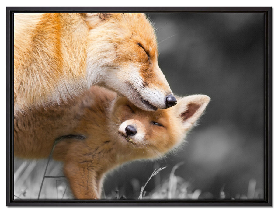 süße kuschelnden Füchse auf Leinwandbild gerahmt Größe 80x60