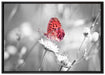Schmetterling auf Blüte auf Leinwandbild gerahmt Größe 100x70
