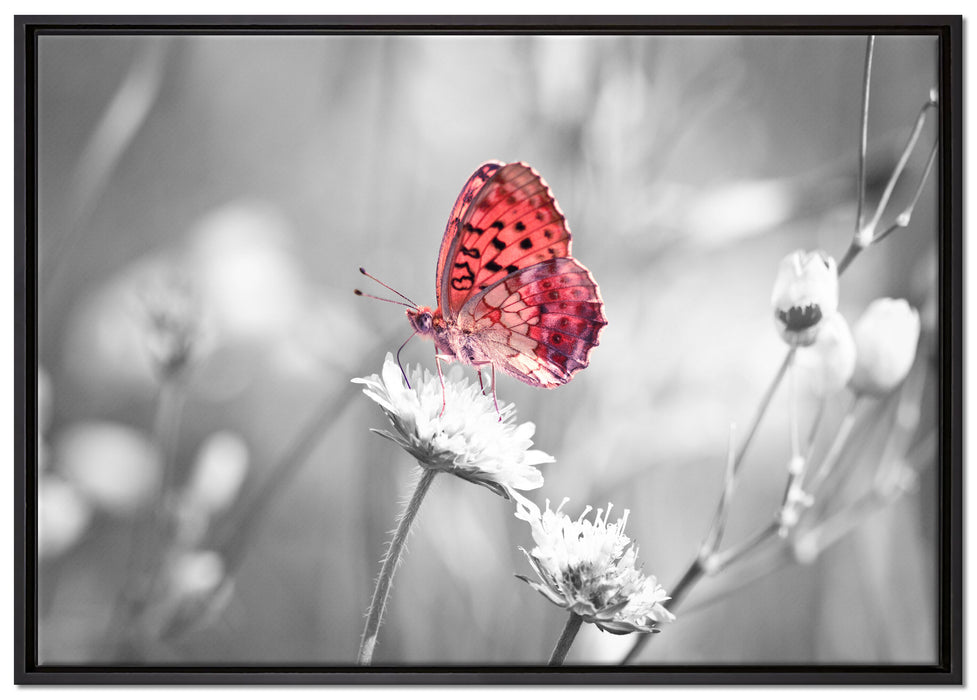 Schmetterling auf Blüte auf Leinwandbild gerahmt Größe 100x70