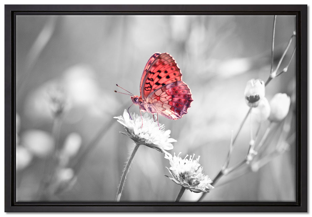 Schmetterling auf Blüte auf Leinwandbild gerahmt Größe 60x40