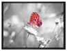 Schmetterling auf Blüte auf Leinwandbild gerahmt Größe 80x60