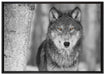 wunderschöner wachsamer Wolf auf Leinwandbild gerahmt Größe 100x70