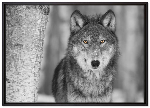 wunderschöner wachsamer Wolf auf Leinwandbild gerahmt Größe 100x70