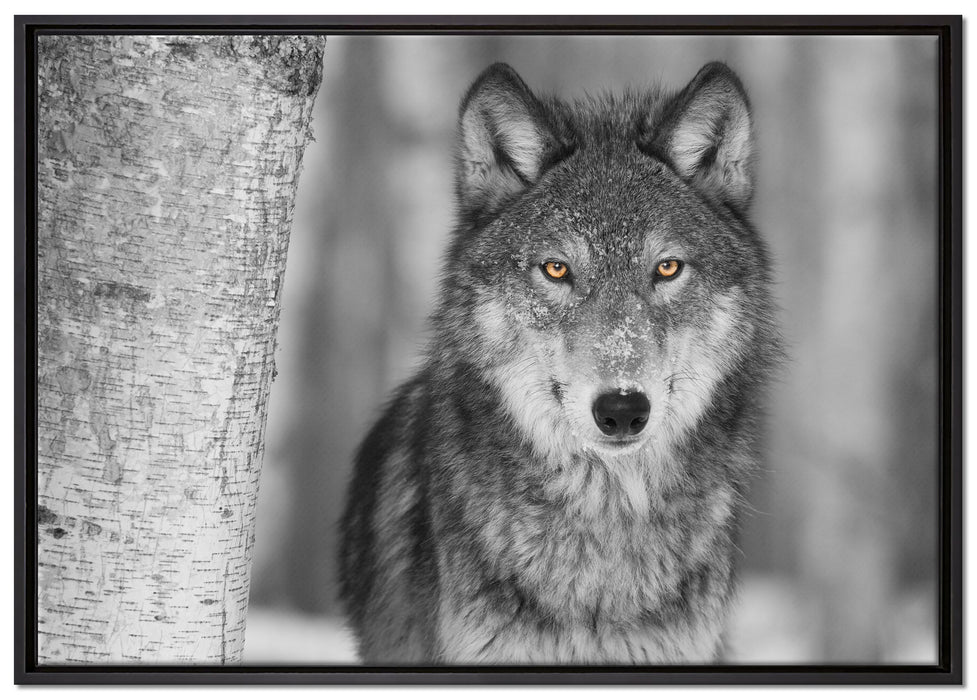 wunderschöner wachsamer Wolf auf Leinwandbild gerahmt Größe 100x70