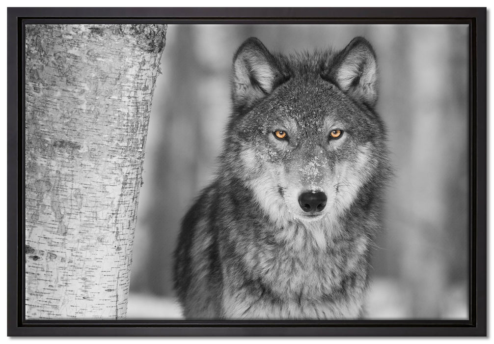 wunderschöner wachsamer Wolf auf Leinwandbild gerahmt Größe 60x40