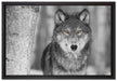 wunderschöner wachsamer Wolf auf Leinwandbild gerahmt Größe 60x40