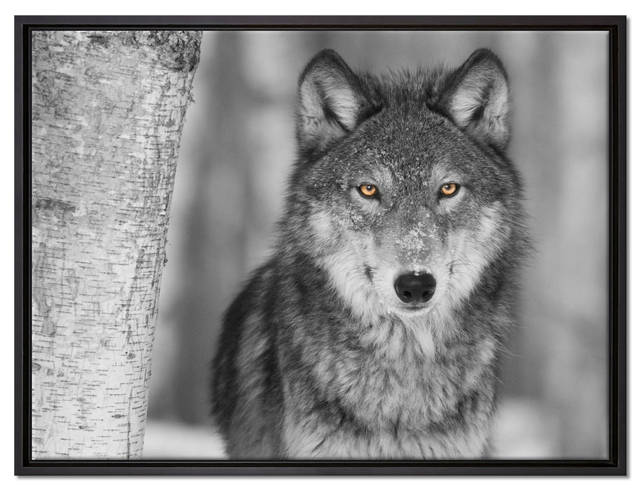 wunderschöner wachsamer Wolf auf Leinwandbild gerahmt Größe 80x60
