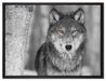 wunderschöner wachsamer Wolf auf Leinwandbild gerahmt Größe 80x60