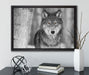 wunderschöner wachsamer Wolf auf Leinwandbild gerahmt mit Kirschblüten
