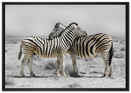 Zebras in der Savanne auf Leinwandbild gerahmt Größe 100x70