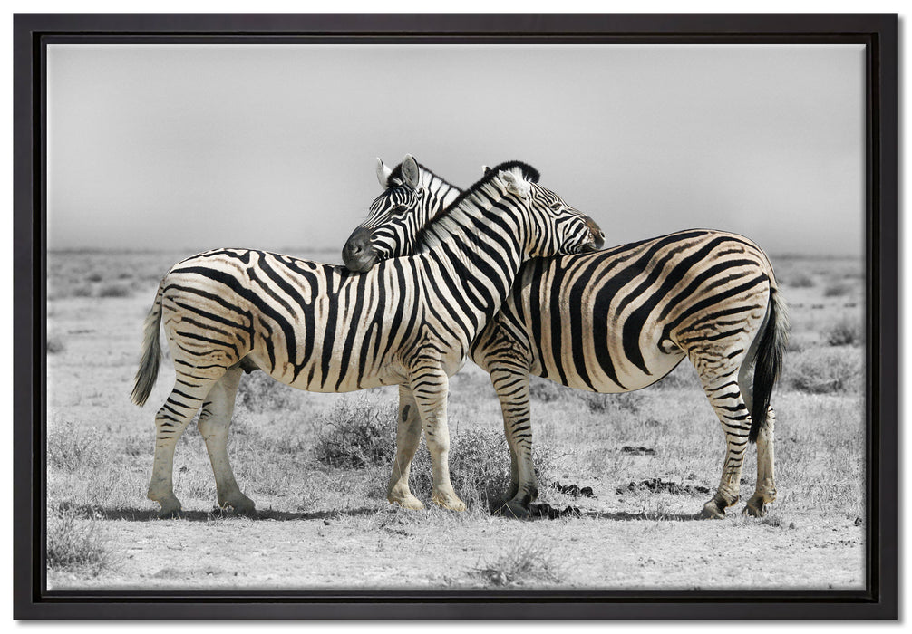Zebras in der Savanne auf Leinwandbild gerahmt Größe 60x40