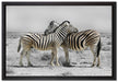 Zebras in der Savanne auf Leinwandbild gerahmt Größe 60x40