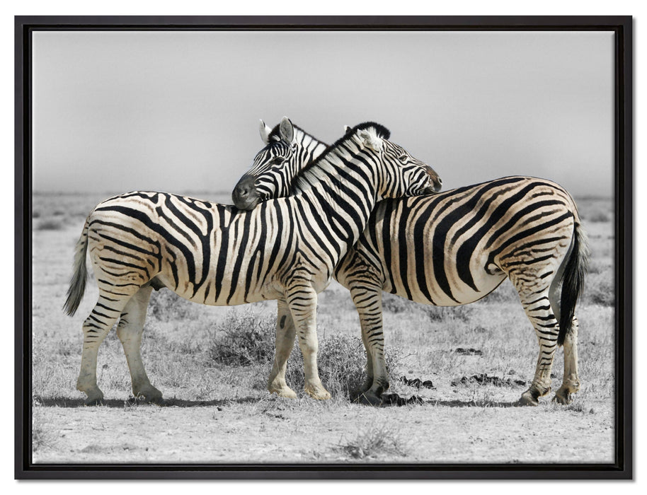 Zebras in der Savanne auf Leinwandbild gerahmt Größe 80x60