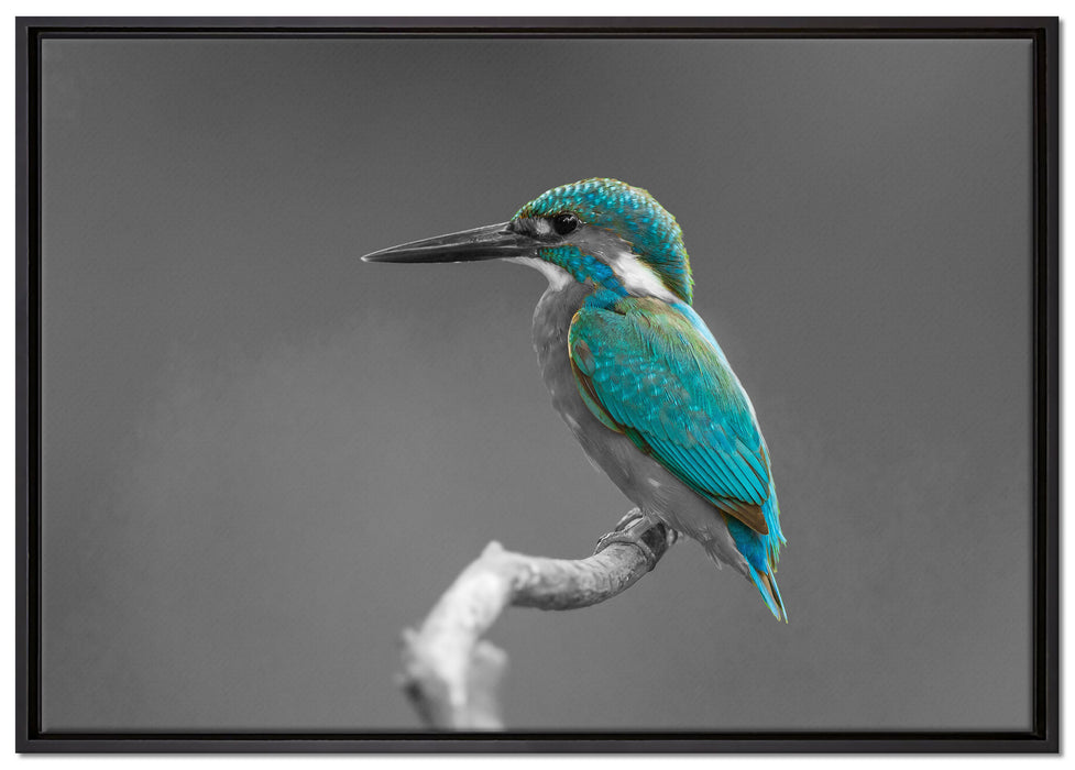 wunderschöner Eisvogel auf Ast auf Leinwandbild gerahmt Größe 100x70