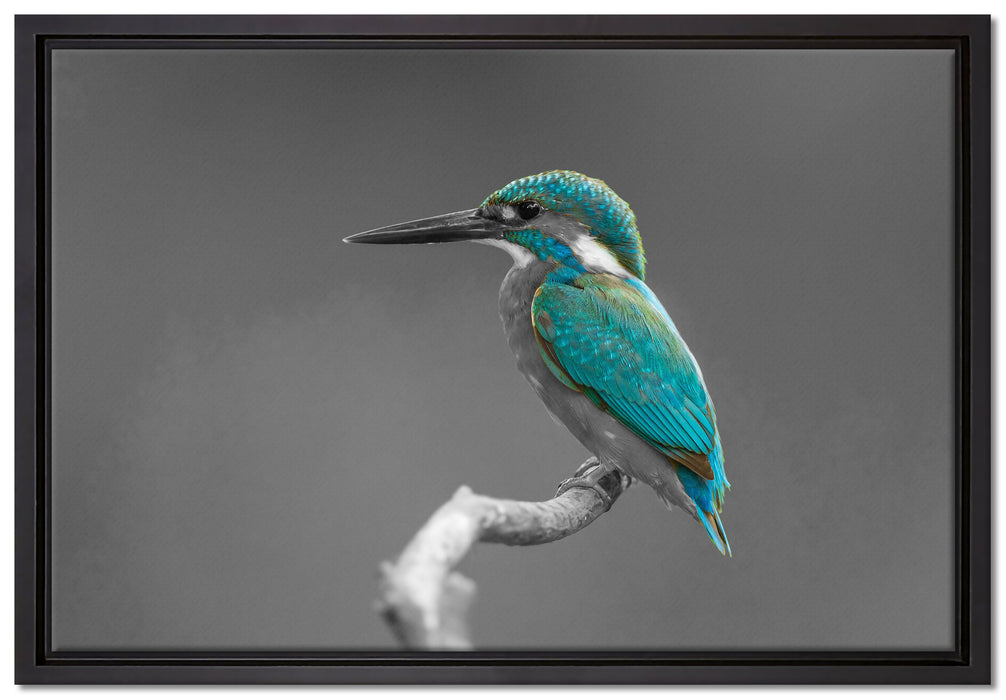 wunderschöner Eisvogel auf Ast auf Leinwandbild gerahmt Größe 60x40