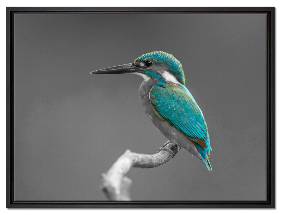 wunderschöner Eisvogel auf Ast auf Leinwandbild gerahmt Größe 80x60