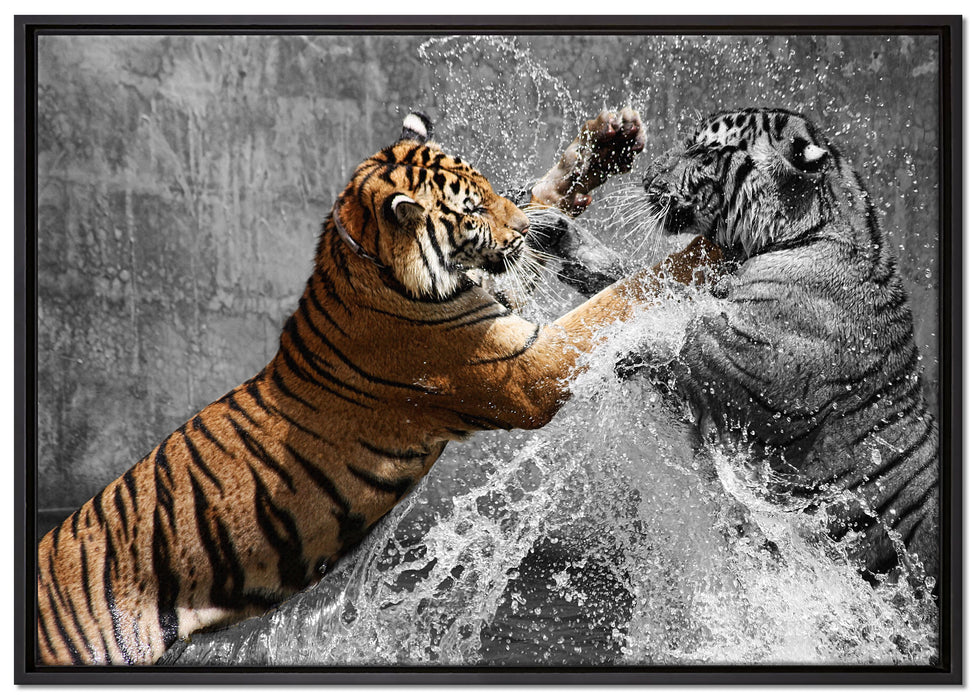 prachtvolle Tiger kämpfen auf Leinwandbild gerahmt Größe 100x70