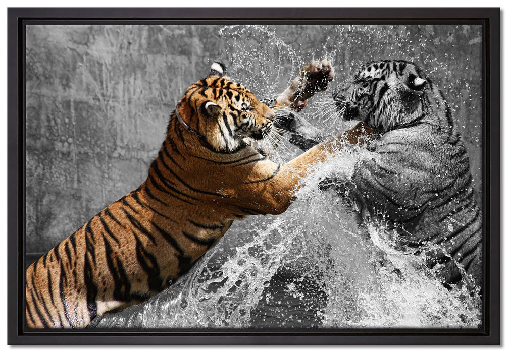 prachtvolle Tiger kämpfen auf Leinwandbild gerahmt Größe 60x40