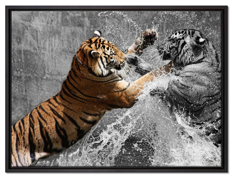 prachtvolle Tiger kämpfen auf Leinwandbild gerahmt Größe 80x60