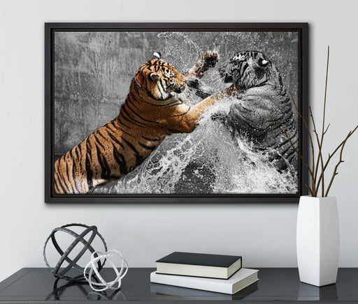 prachtvolle Tiger kämpfen auf Leinwandbild gerahmt mit Kirschblüten