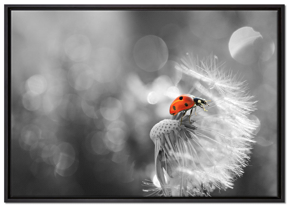 Marienkäfer auf Pusteblume auf Leinwandbild gerahmt Größe 100x70