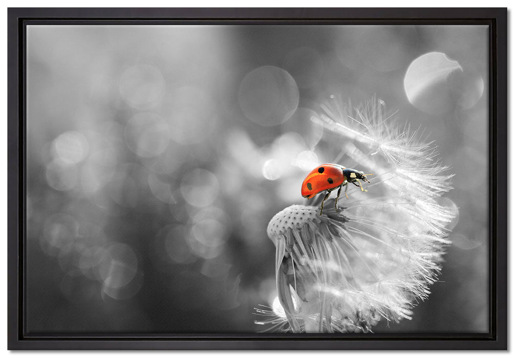 Marienkäfer auf Pusteblume auf Leinwandbild gerahmt Größe 60x40
