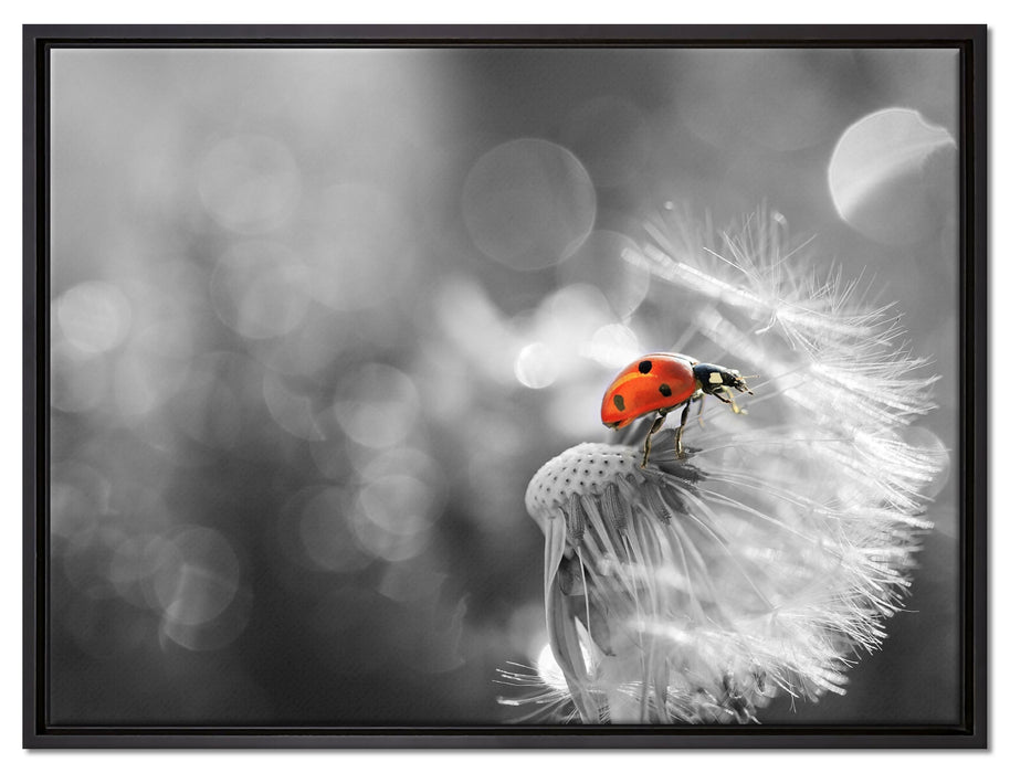 Marienkäfer auf Pusteblume auf Leinwandbild gerahmt Größe 80x60