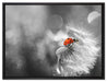 Marienkäfer auf Pusteblume auf Leinwandbild gerahmt Größe 80x60