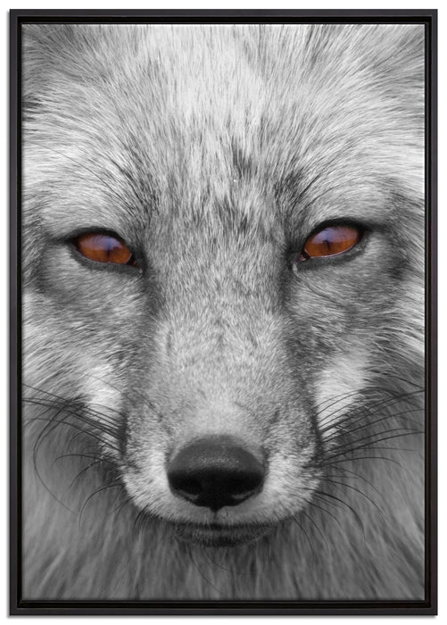 wunderschöner Fuchs im Portrait auf Leinwandbild gerahmt Größe 100x70