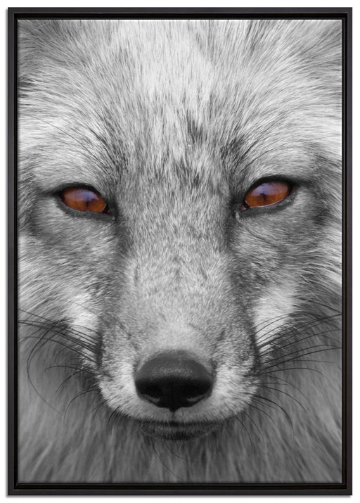 wunderschöner Fuchs im Portrait auf Leinwandbild gerahmt Größe 100x70