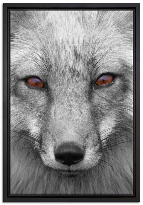 wunderschöner Fuchs im Portrait auf Leinwandbild gerahmt Größe 60x40