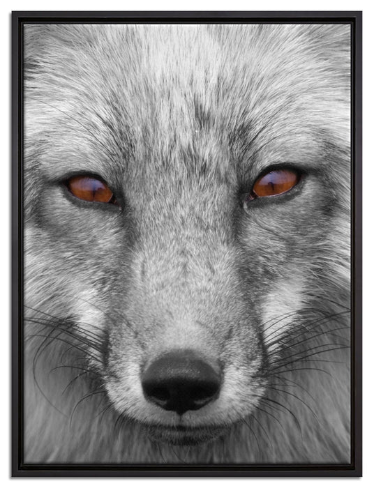 wunderschöner Fuchs im Portrait auf Leinwandbild gerahmt Größe 80x60