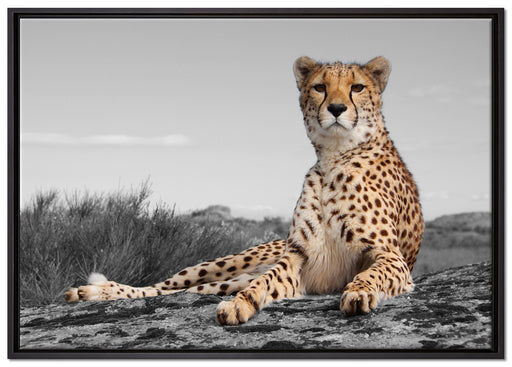 prächtiger Gepard in Savanne auf Leinwandbild gerahmt Größe 100x70
