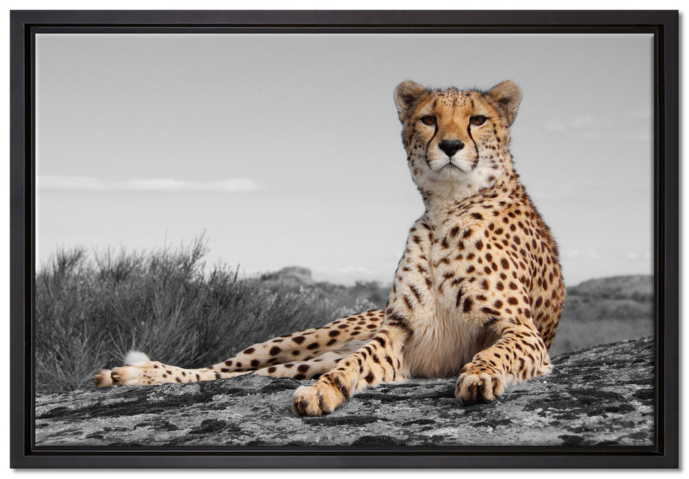 prächtiger Gepard in Savanne auf Leinwandbild gerahmt Größe 60x40