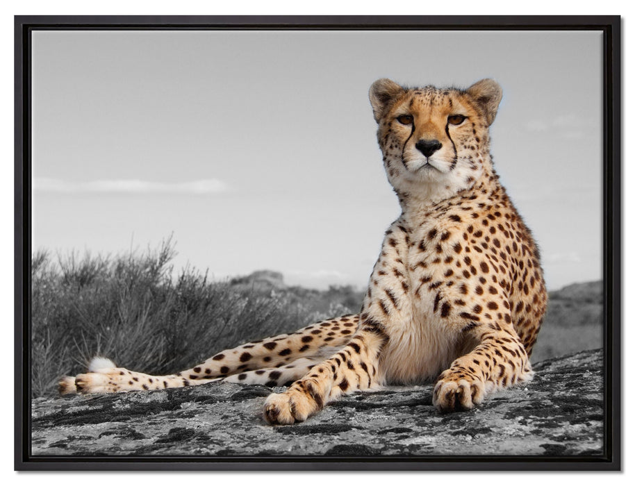 prächtiger Gepard in Savanne auf Leinwandbild gerahmt Größe 80x60