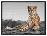 prächtiger Gepard in Savanne auf Leinwandbild gerahmt Größe 80x60