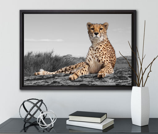 prächtiger Gepard in Savanne auf Leinwandbild gerahmt mit Kirschblüten