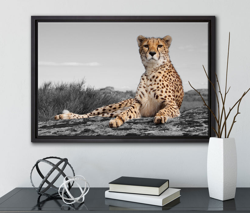 prächtiger Gepard in Savanne auf Leinwandbild gerahmt mit Kirschblüten