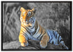 wunderschöner stolzer Tiger auf Leinwandbild gerahmt Größe 100x70