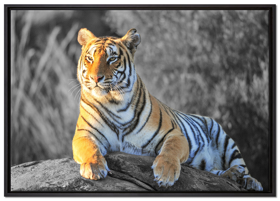 wunderschöner stolzer Tiger auf Leinwandbild gerahmt Größe 100x70