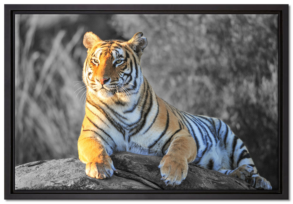 wunderschöner stolzer Tiger auf Leinwandbild gerahmt Größe 60x40