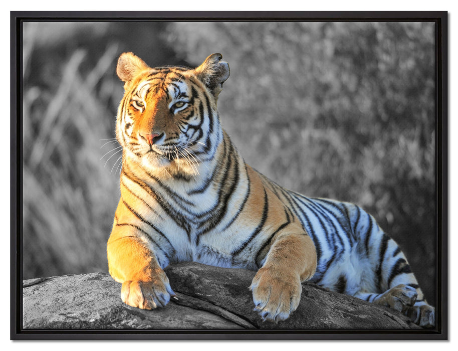 wunderschöner stolzer Tiger auf Leinwandbild gerahmt Größe 80x60